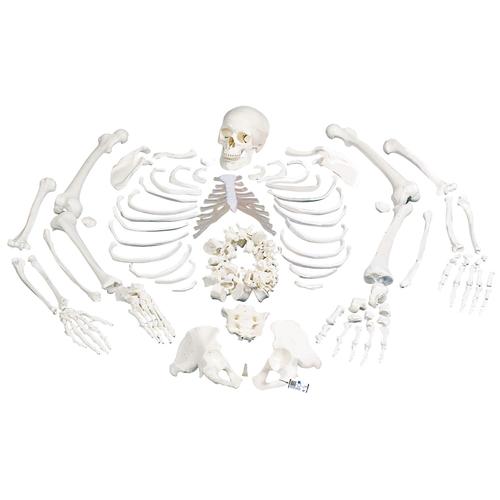 human anatomy skeleton. human skull anatomy. skull