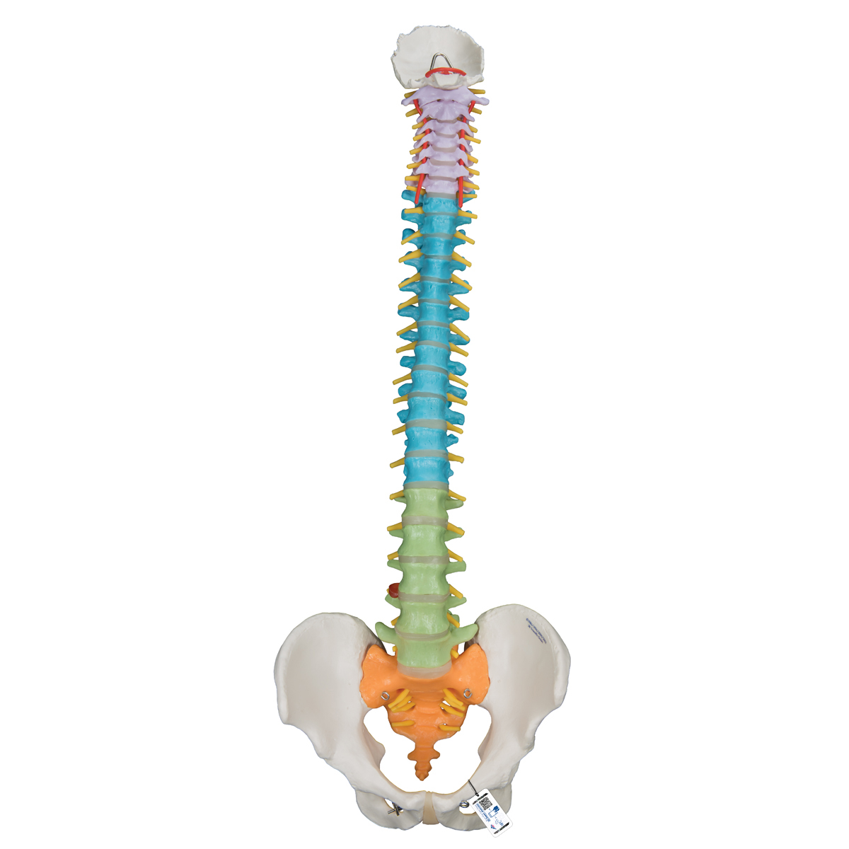 Anatomical Teaching Models Plastic Spinal Column Vertebrae Model