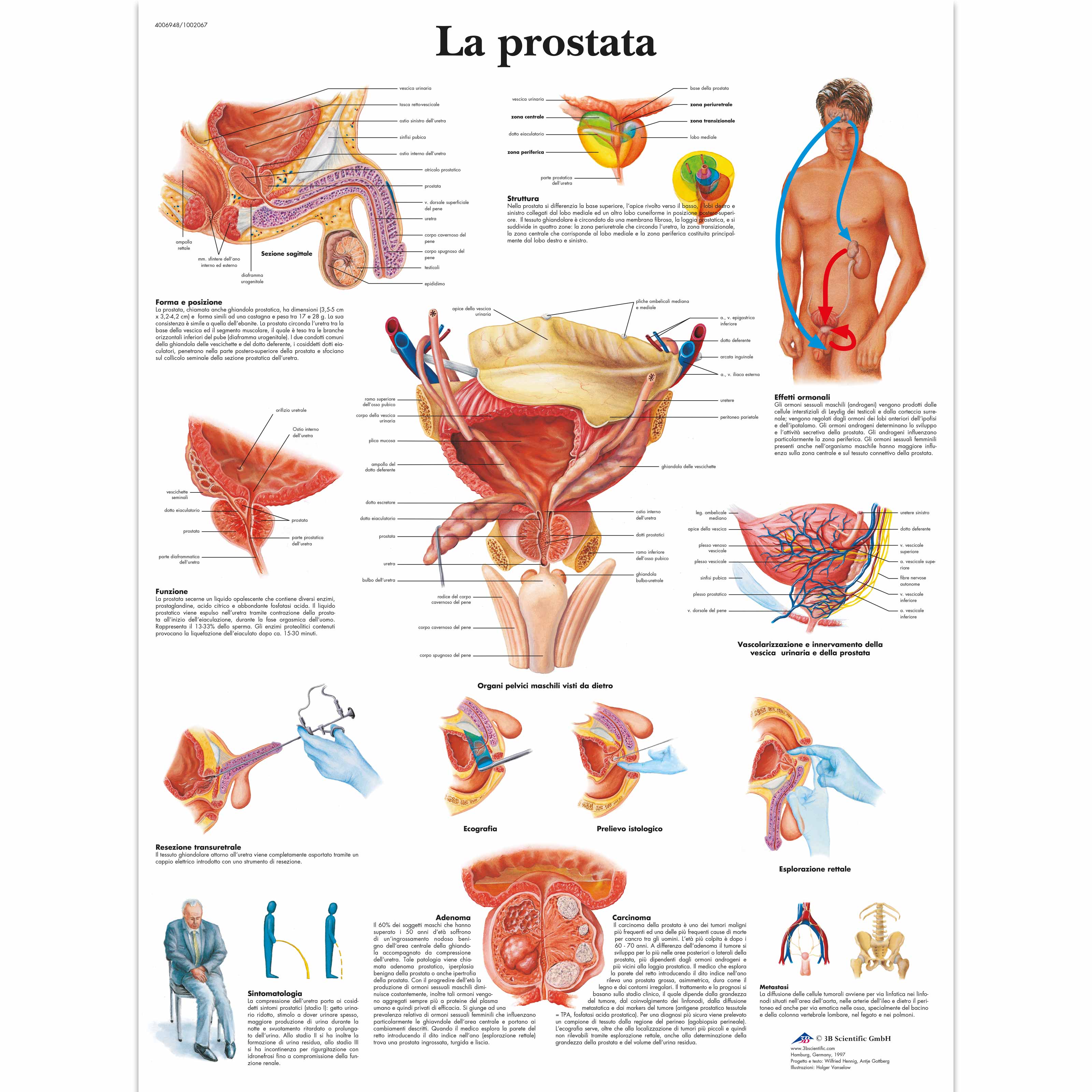 La Prostata B Scientific Vr Uu Urinary System