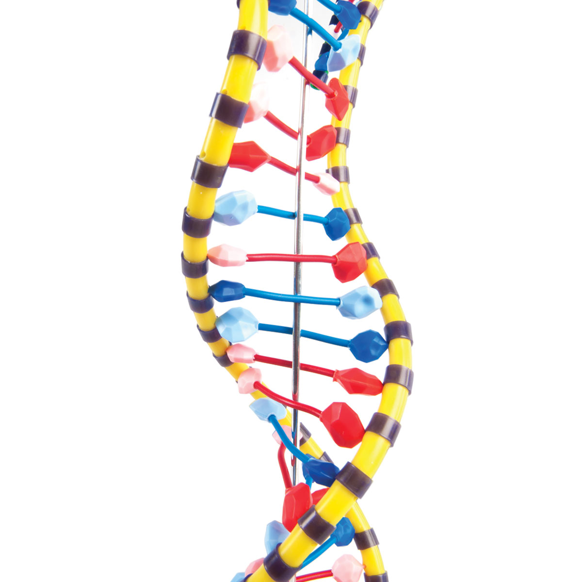 dna-double-helix-w19205-biology-supplies-biology-teaching