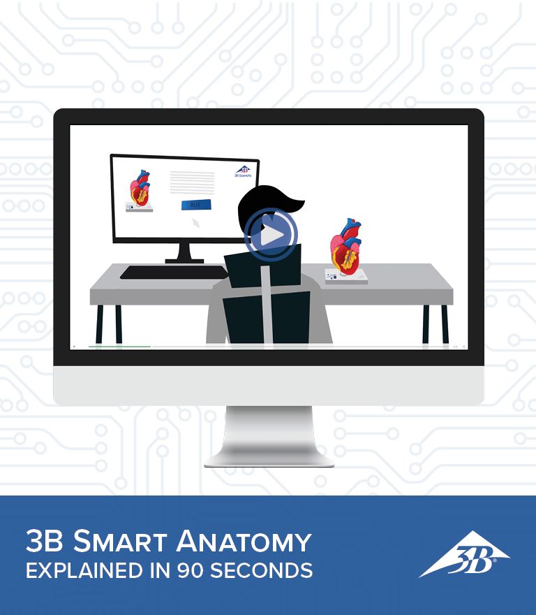 3B Scientific presents 3B SMART ANATOMY