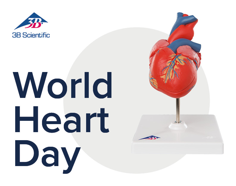 3B_Scientific_23-09_Banner_WorldHeartDay_OVERVIEWSMALL__1_.jpg