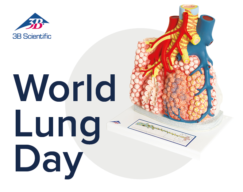 3B_Scientific_23-09_Banner_WorldLungDay_OVERVIEWSMALL.jpg