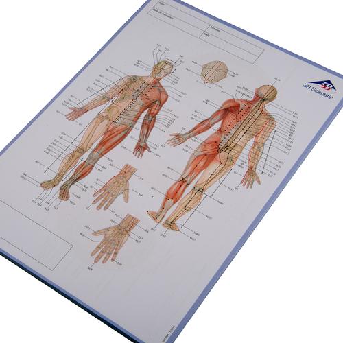 Acupuncture Meridian notepad; FR, 1017881, Modelos
