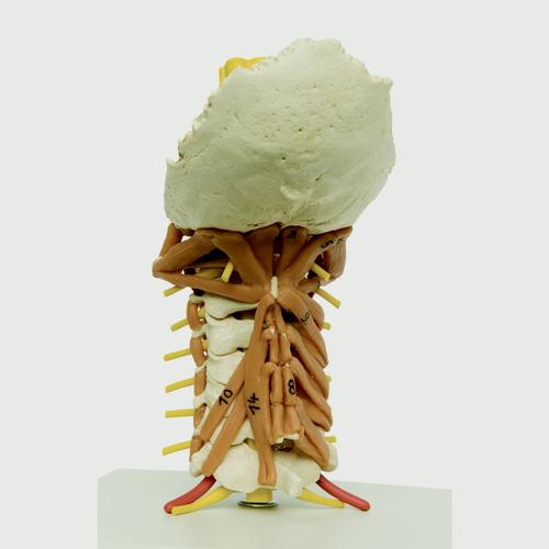 Cervical Spine Model with Muscles, 1019401, Modelos de vértebras