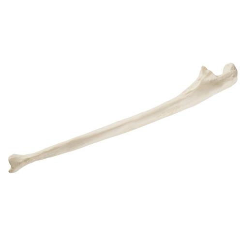 ORTHObones Стандартный Локтевая кость, правая, 1019606, 3B ORTHObones Standard