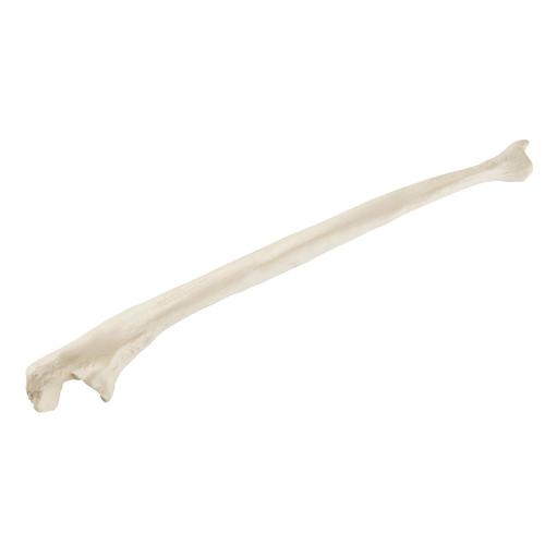 ORTHObones Стандартный Локтевая кость, правая, 1019606, 3B ORTHObones Standard