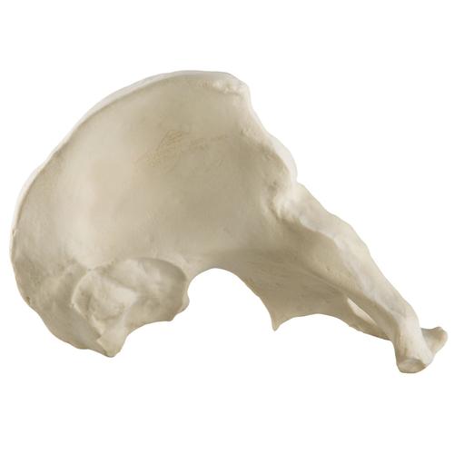 ORTHObones Standard Hemi Pelvis, m., l - 1019612 - 3B ORTHObones ...