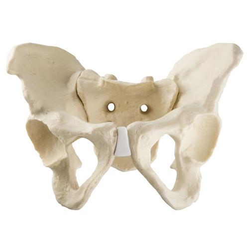 ORTHObones Standard Full Pelvis w.Sacrum, 1019613, 3B ORTHObones Standard