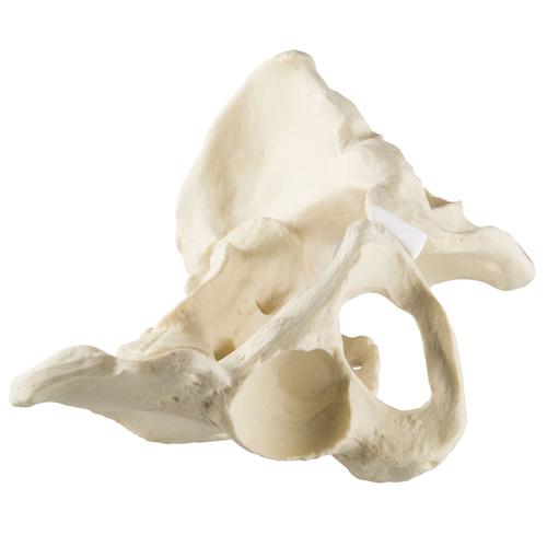 ORTHObones Línea Estándar Pelvis completa con hueso sacro, 1019613, 3B ORTHObones Standard