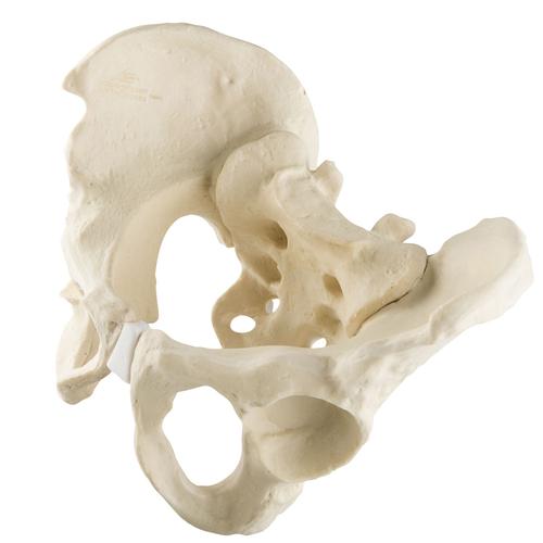 ORTHObones Standard Full Pelvis w.Sacrum, 1019613, 3B ORTHObones Standard