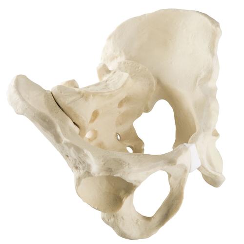 ORTHObones Línea Estándar Pelvis completa con hueso sacro, 1019613, 3B ORTHObones Standard