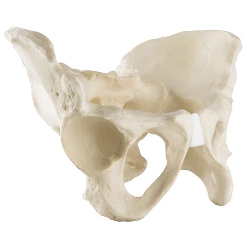 ORTHObones Línea Estándar Pelvis completa con hueso sacro, 1019613, 3B ORTHObones Standard