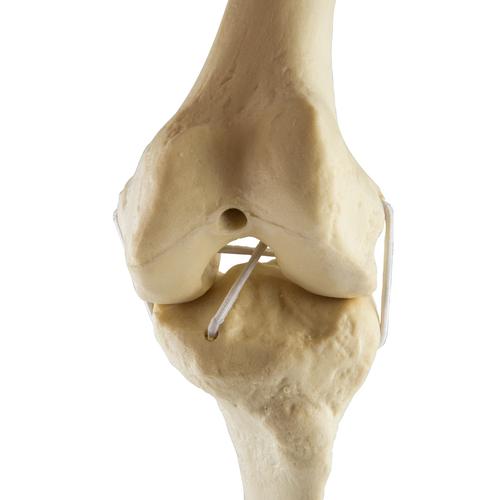 ORTHObones Стандартный Левое колено, 1019621, 3B ORTHObones Standard