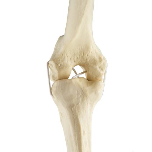 ORTHObones Стандартный Левое колено, 1019621, 3B ORTHObones Standard