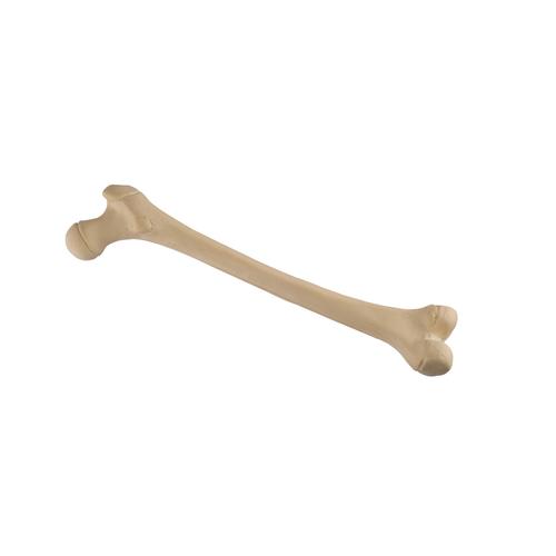 ORTHObones Стандартный Бедренная кость юноши, правая, 1019702, 3B ORTHObones Standard