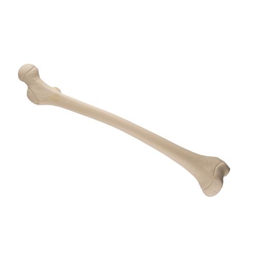 ORTHObones Standard Pediatric Femur, right - 1019704 - 1018-1 - 3B ...