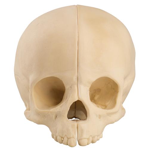 ORTHObones Standard �������Crâne pédiatrique creux avec bloc support, 1019705, 3B ORTHObones Standard