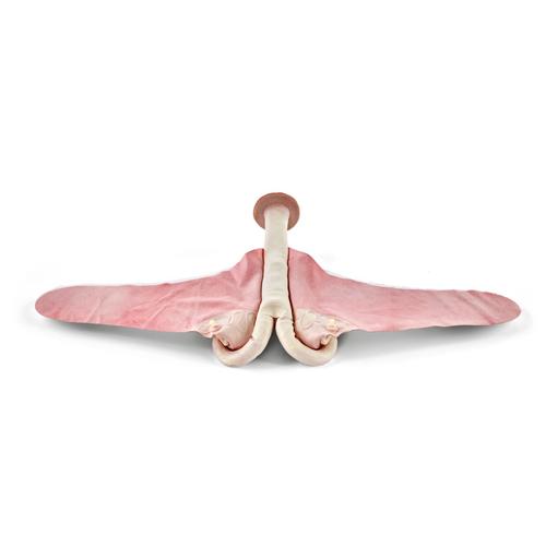 Bovine Theriogenology Uterus - Open Cow, 1025504, Simulateurs bovins