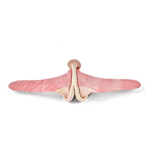 Bovine Theriogenology Uterus - Heifer, 1025505, Replacements