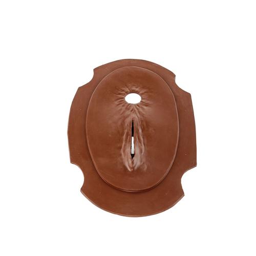 Hereford Palpation Perineum - Brown, 1025525, Simuladores de bovinos