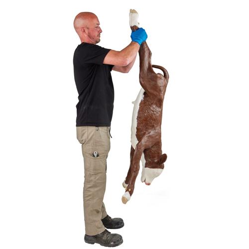 Holstein Dystocia Calf Model, 1025531, Bovine Simulators