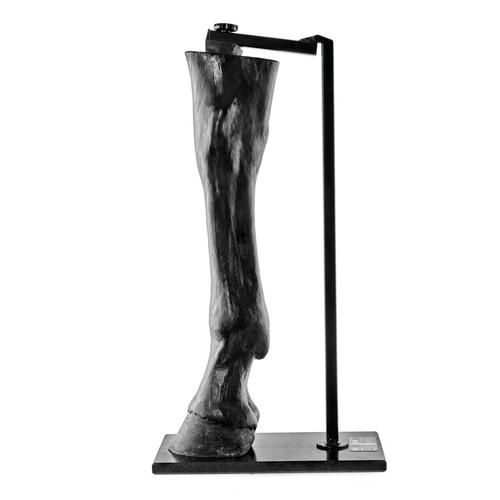 Equine Radiology Limb with Stand, 1025583, Simuladores de equinos