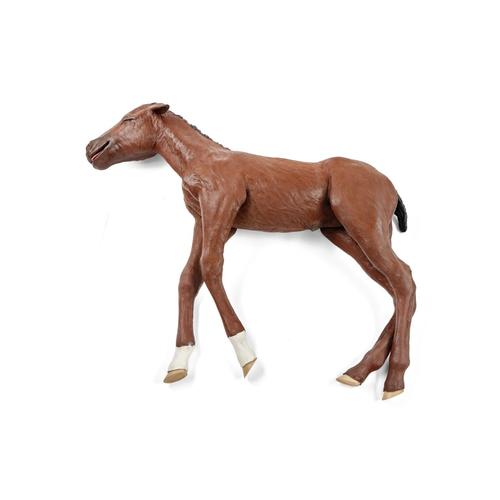 Equine Dystocia Foal, 1025587, Simulateurs équins