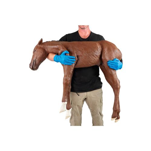 Equine Dystocia Foal, 1025587, Equine Simulators