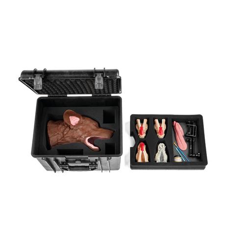 Canine Dental Surgical Model, 1025636, Canine Simulators