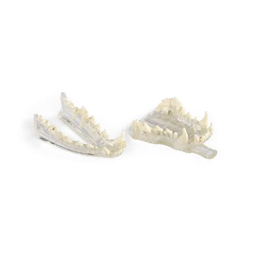 Canine Clear Jaw Set (Maxilla, Mandible), 1025638, Canine Simulators