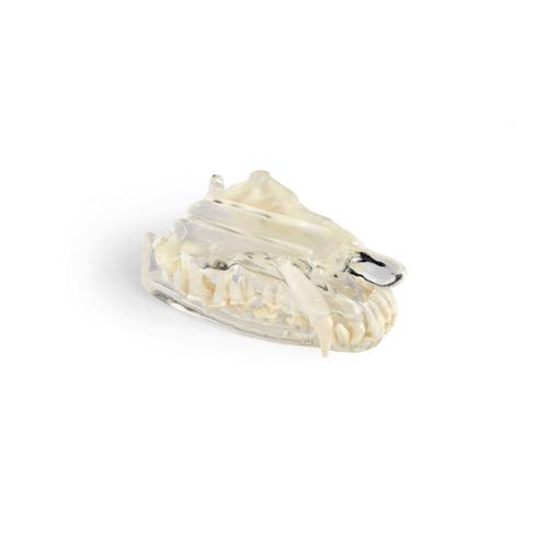 Canine Clear Jaw Set (Maxilla, Mandible), 1025638, 개 시뮬레이터