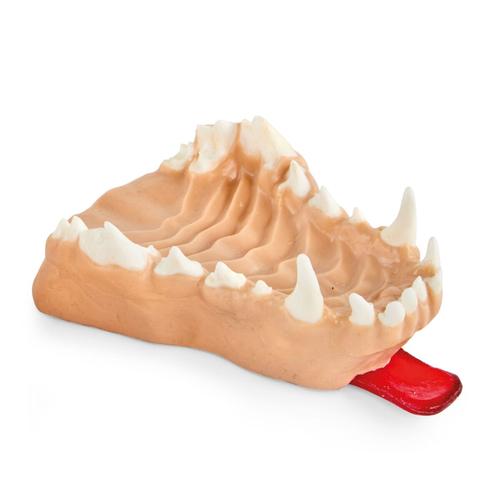 Canine Extraction - Maxilla, 1025646, Simulateurs canins