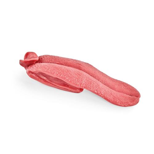 Canine Replaceable Tongue, 1025647, Simuladores de caninos