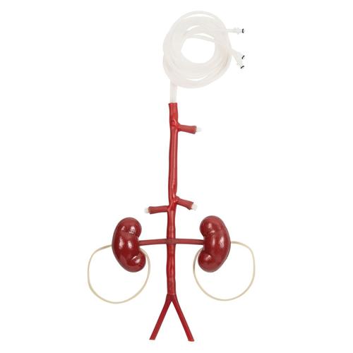 Bloodline (Aorta w/ Kidneys), 1025966, Chirurgie