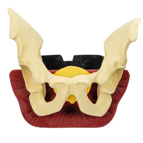 Pelvic Bone (w/ Bladder), 1025968, TCCC Simulators