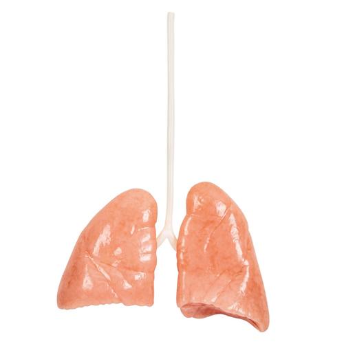 Lungs, 1025973, TCCC Simulatoren