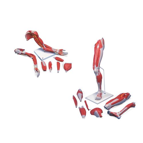 Anatomy Set Life-Sized Muscled Arm & Leg Luxury, 8001089 [3010307], Анатомические наборы