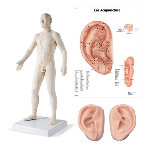 Male Acupuncture model, 2 ears, and ear chart, 3011933, Modelos