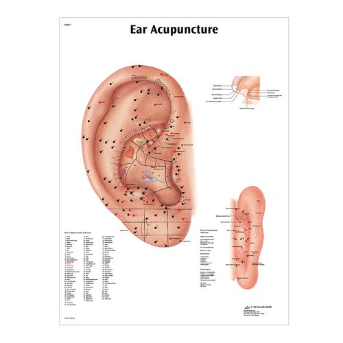 Male Acupuncture model, 2 ears, and ear chart, 3011933, Modelos