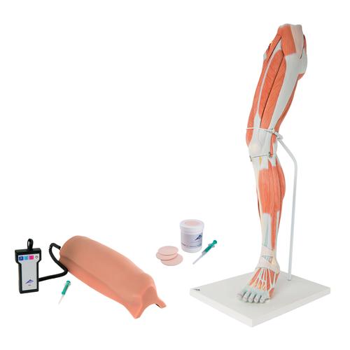 Набор «Нижняя часть тела для отработки навыков внутримышечных инъекций», 8000887 [3011952], Комплекты для моделирования