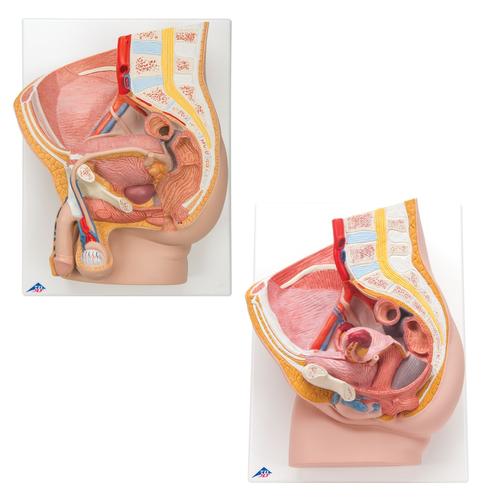 해부학 세트 골반 Anatomy Set Pelvis, 8000837, 해부학모형 세트