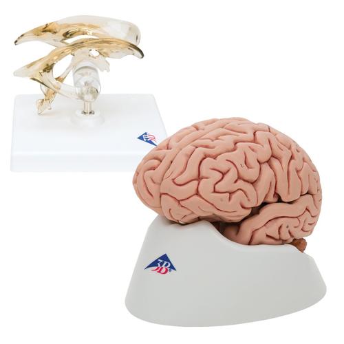 Анатомический набор «Мозг с желудочком», 8000842, Анатомические наборы