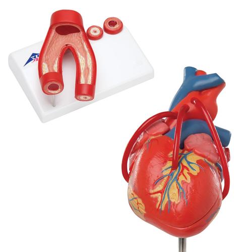 Анатомический набор «Сердце», 8000845, Модели сердца и сосудистой системы