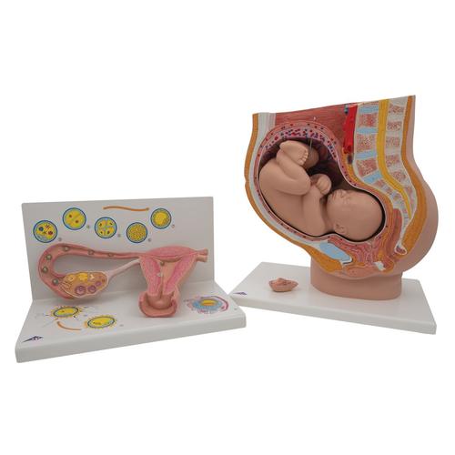 Анатомический набор «Беременность», 8000848, Анатомические наборы