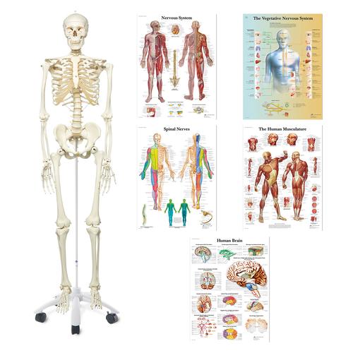 Anatomy Set Physio - Students (German), 8001107, Set di anatomia