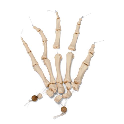 Disarticulated Half Human Skeleton Model, Loosely Articulated Hand & Foot, 1020156 [A04/1], Disarticulated Human Skeleton Models