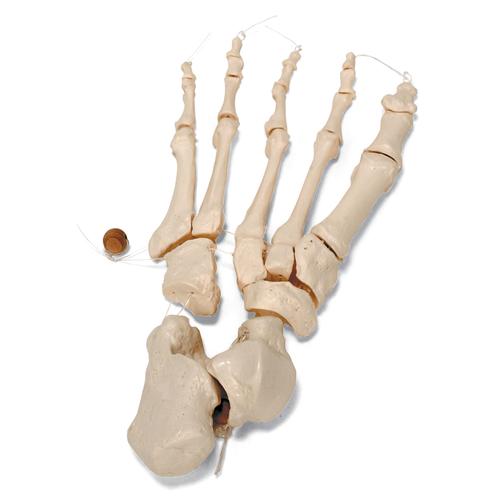 Disarticulated Half Human Skeleton Model, Loosely Articulated Hand & Foot, 1020156 [A04/1], Disarticulated Human Skeleton Models