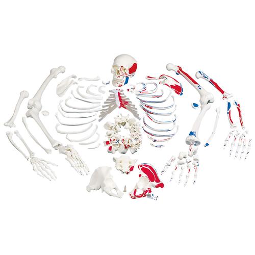 Disarticulated Human Skeleton Model with Painted Muscles, Complete with 3-part Skull, 1020158 [A05/2], Disarticulated Human Skeleton Models