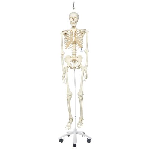 Human Skeleton Model Stan on Hanging Stand, 1020172 [A10/1], Skeleton Models - Life size